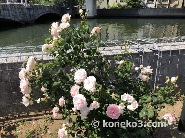 大阪市庁舎脇の川沿い